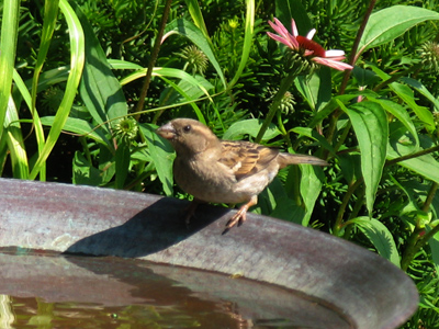 Cleanliness is next to birdliness.
