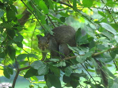 You`d have to be nuts to live in a tree.