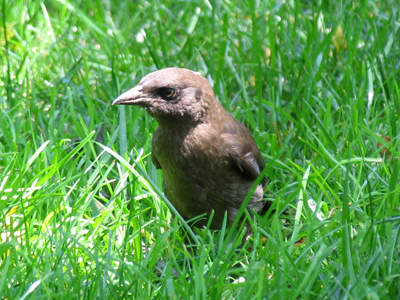 This very brave -- or very dumb -- bird nearly walked over my shoes.