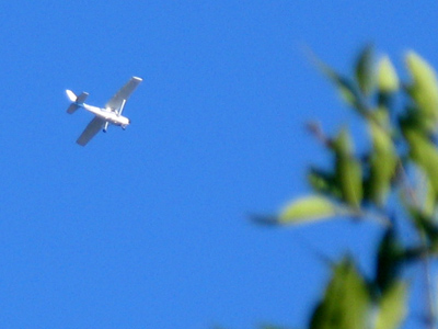 Look out for that tree!