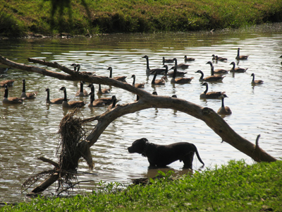 Performing a public service.