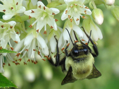 So bees have clawed feet.  Who knew?