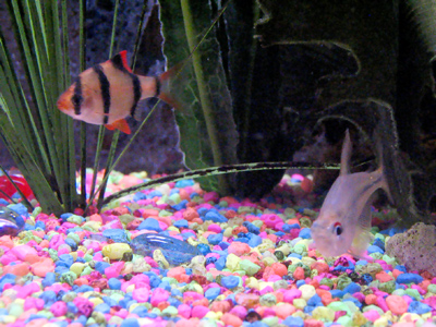 Is it better to live in an aquarium and get fed, or be free and get eaten by a bigger fish?