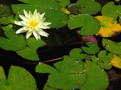 There are no bugs in this shot:  enjoy it while you can.