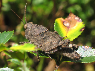 Actually, other grasshoppers consider him very attractive.