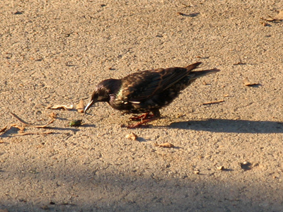 The early bird gets the cicada.