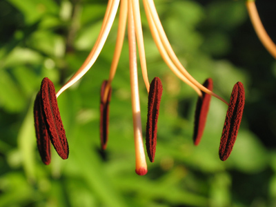 Hanging around the back yard.