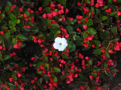 Dare to be different.