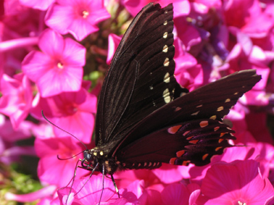 What`s a butterfly`s favorite subject?  Mothematics.