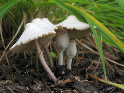 Where the little people come from.