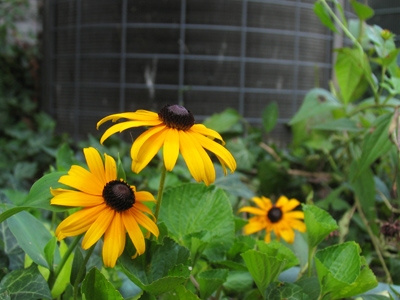 They thrive by the air conditioner.  So do I.