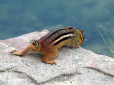 Same place, same rock, same species as May 22, 2005, but a different result.