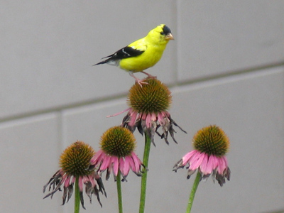 Said the voice inside my head:  DON`T THINK, JUST SHOOT.