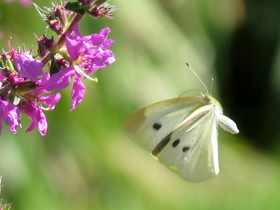 Somewhere on the other side of the world, a typhoon is brewing.