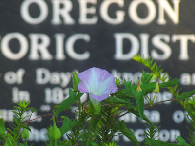 Old neighborhood, new flower.