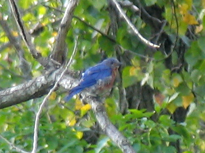 I can`t remember ever seeing a bluebird before.