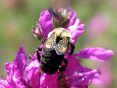 Conventional aerodynamic wisdom is that it`s impossible for anything with that body and those wings to fly.