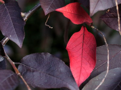 Dusky leaves at dusky sundown.