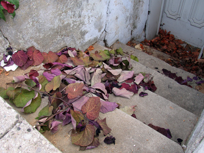 Scenes from a Saturday morning walk.