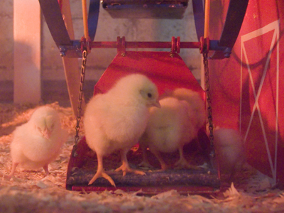 There are lots of fun rides at the fair.