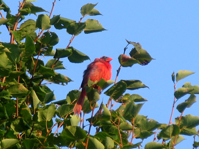 A chubby cardinal means winter is coming.