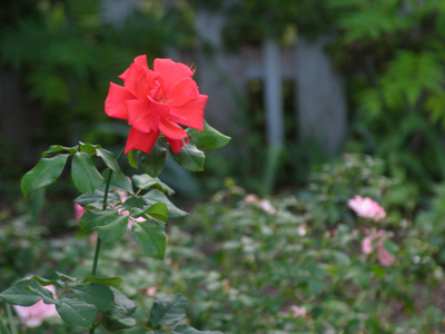 My backyard at dusk.  I know nothing of rose varieties, but this in my mind is an American beauty.