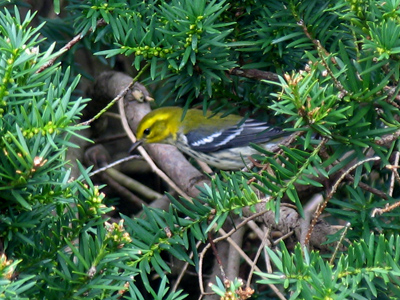 Patience and a good zoom lens are all you need.