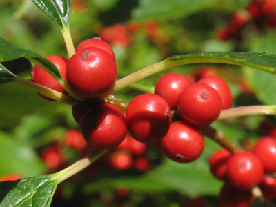 The exact same branch (though not the same berries) as December 28, 2005.