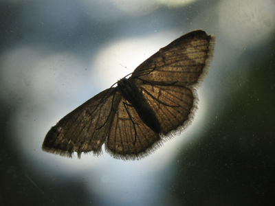 Ever heard a moth bawl?