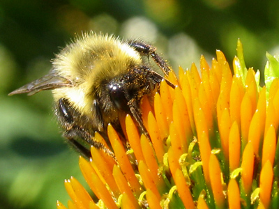 Every day has a high pollen count if you`re a bee.