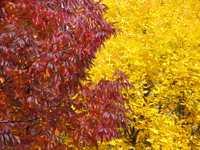 October . . . decks herself in garments bold, Of scarlet, purple, red, and gold. PAUL LAURENCE DUNBAR