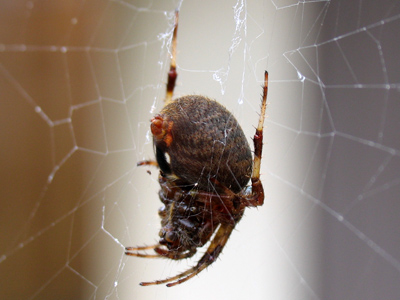 Look up `gross` in the dictionary, and this picture will be there.