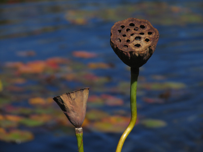 Taken while sitting precariously at the edge of a pond.