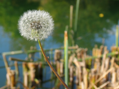 I seem to spend a lot of time at the edges of ponds.