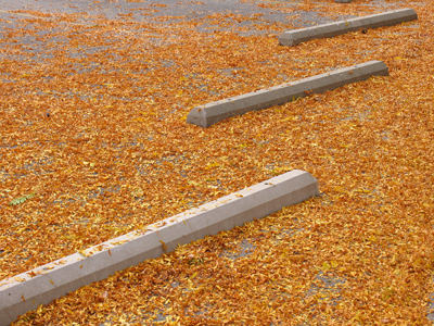 That`s a lot of leaves.  A LOT of leaves.  LOT -- get it?