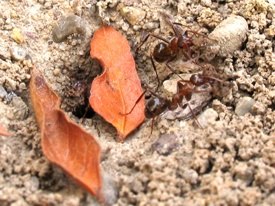 `I thought I told you to rake the yard!`