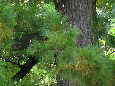 It snowed today.  Can you see?