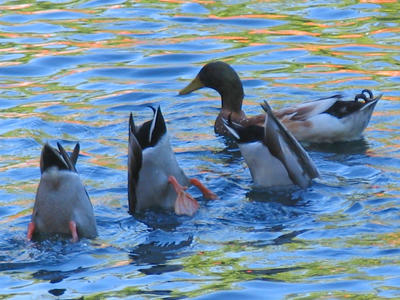 If you can keep your head when all about you are losing theirs...you`ll be a duck my son! RUDYARD KIPLING [?]