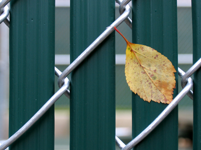 I shoot them one at a time.