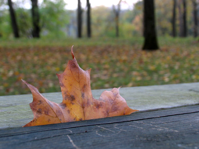 Picnic table scene No. 2.