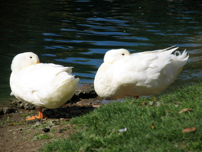 Pretending not to care that I`m five feet away.