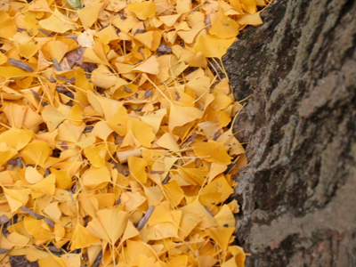 Spades take up leaves No better than spoons, And bags full of leaves Are light as balloons. ROBERT FROST