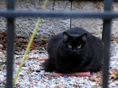 All cats belong behind bars.