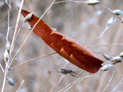 I doubt the new roof will help protect the web.