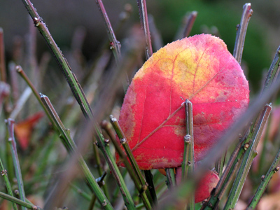 Trapped by approaching winter.