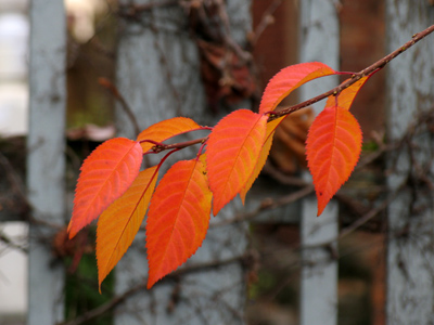 Just big red leaves.