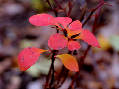 Just little red leaves.