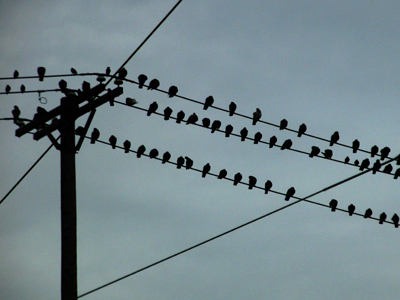 What one does while waiting for the light to change.