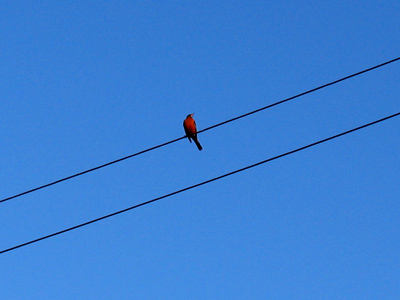 A dull picture, but I WANTED to take it.  That doesn`t happen very much anymore.