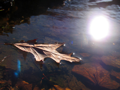 Someday, I really will fall into a pond.  And it will probably be the day I`m photographing at an alligator park.